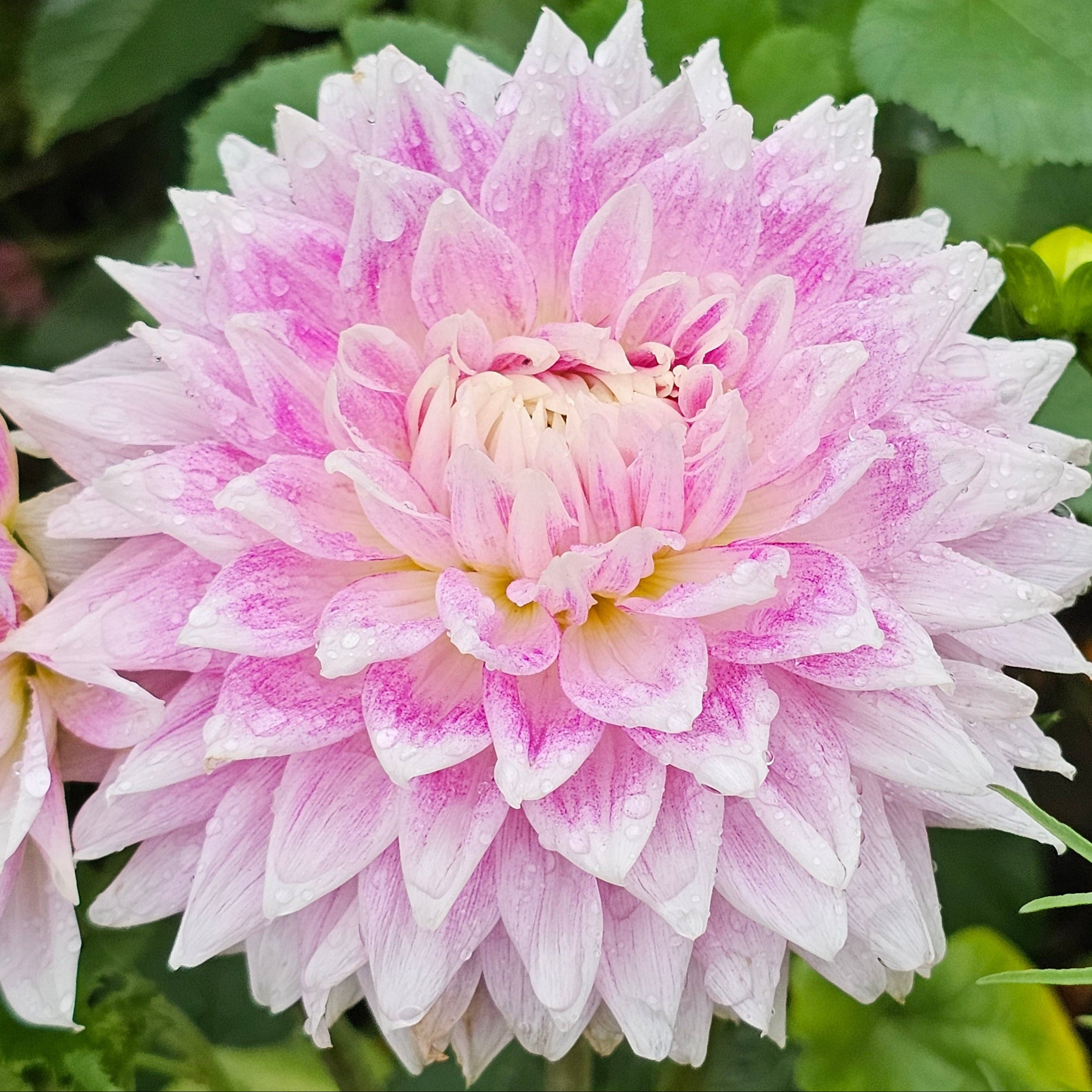 BJ  Dusty Rose