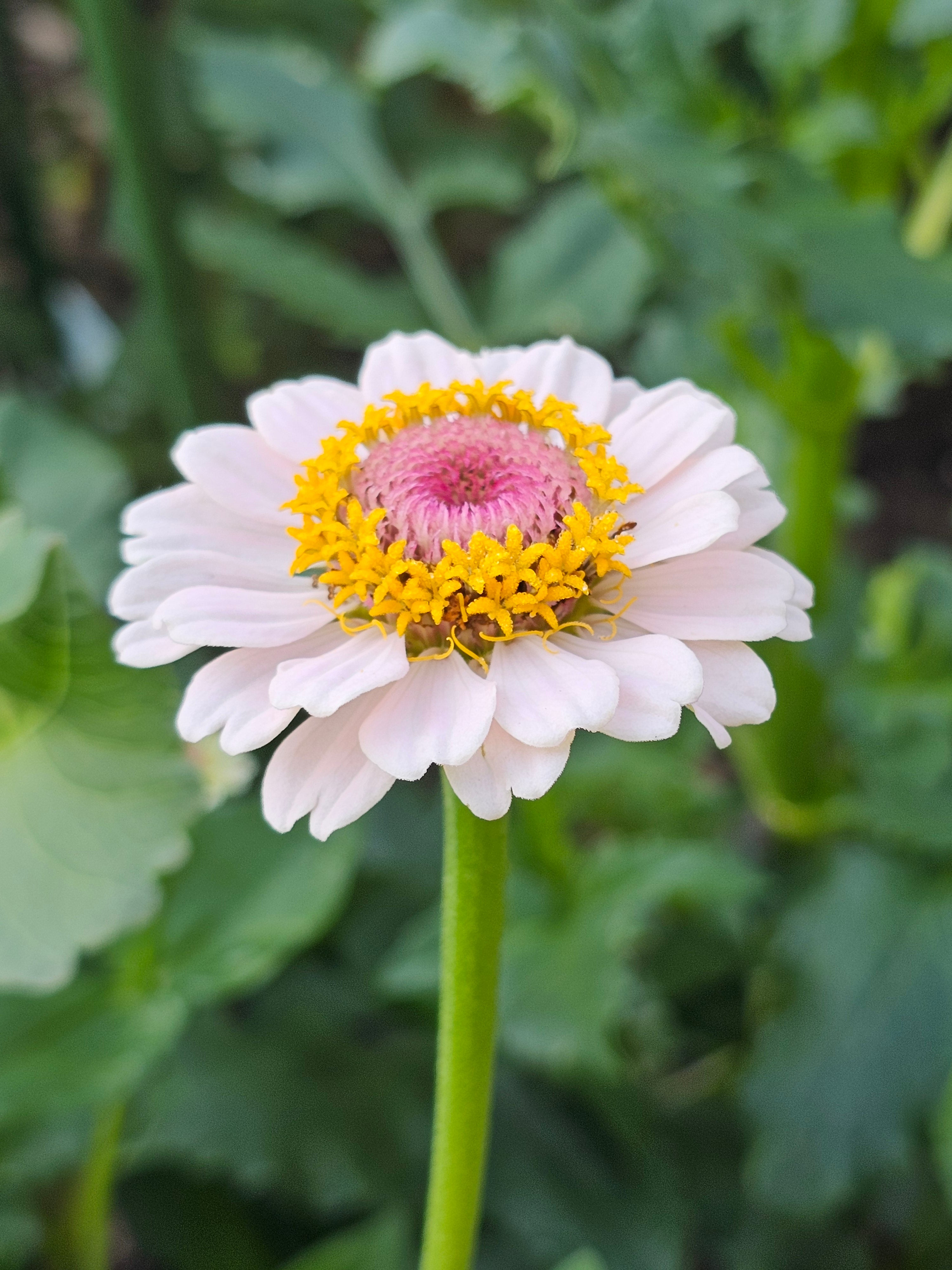 Zinnia Seeds