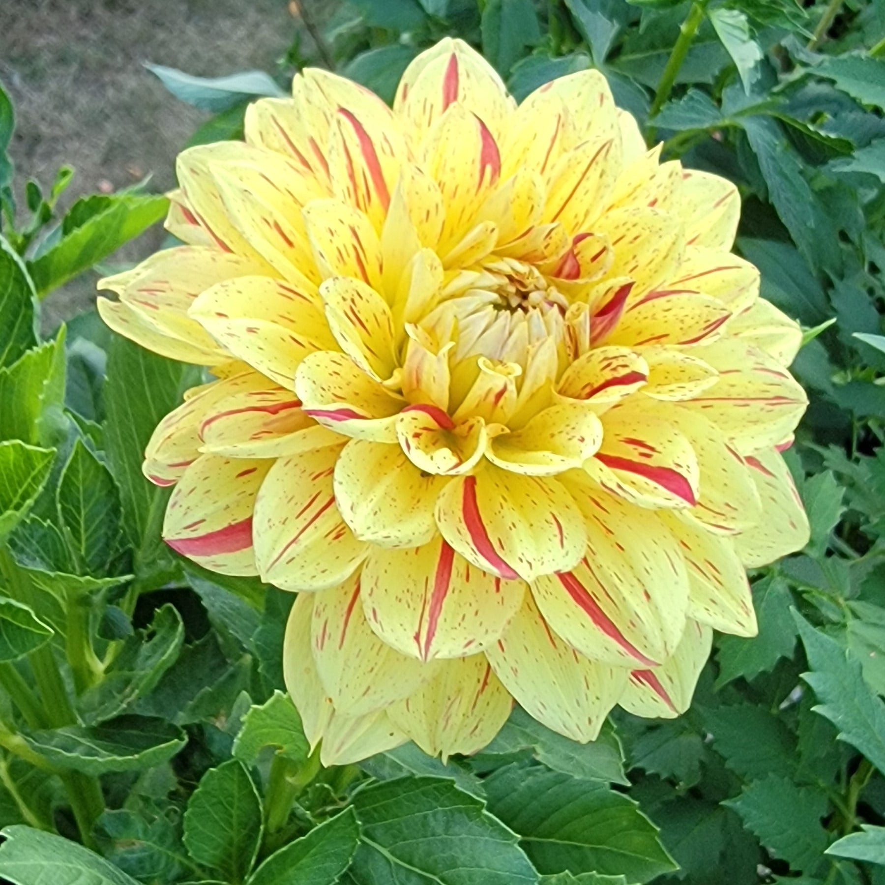 Gloriosa