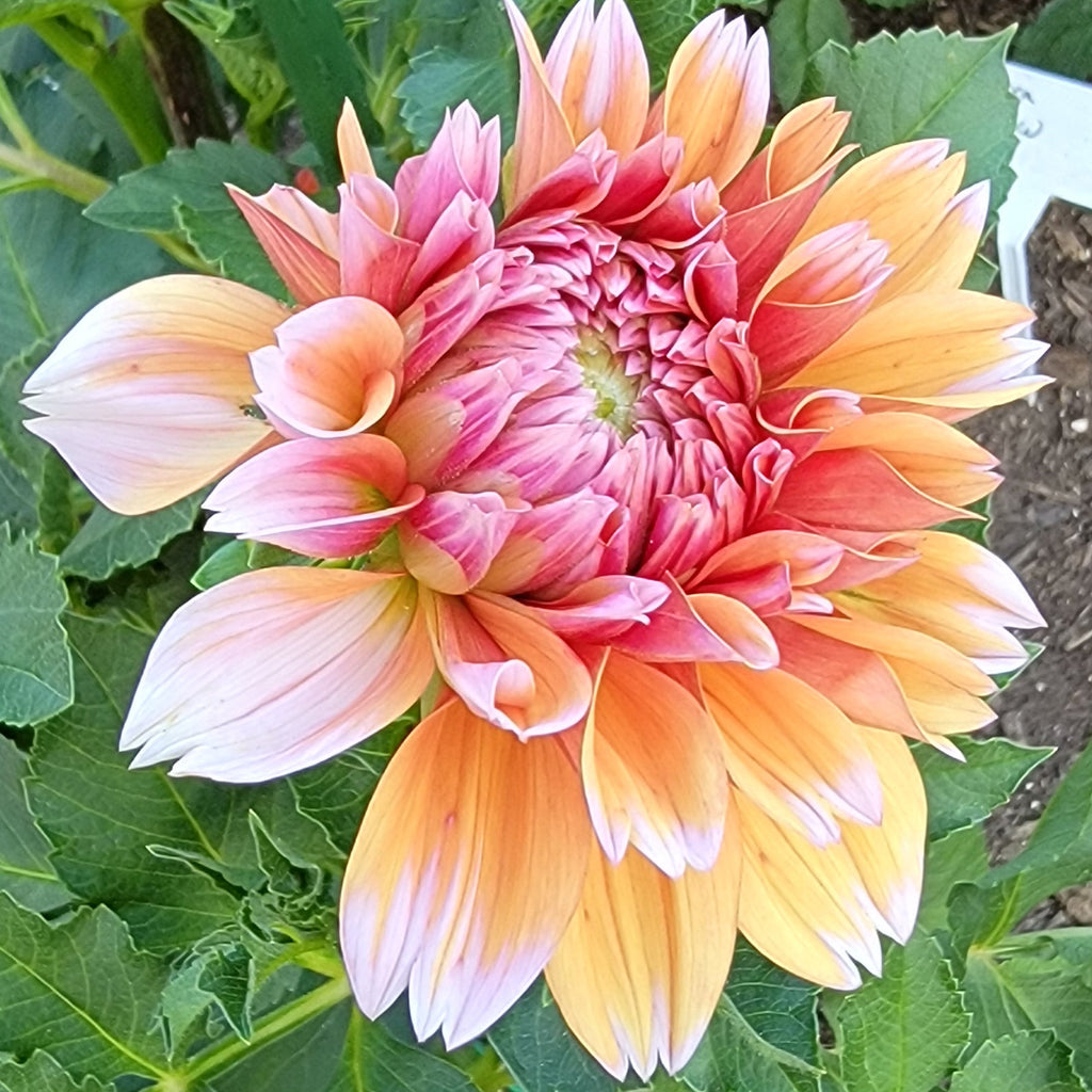 Robann Creamsicle