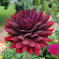HollyHill Black Beauty