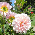 Pink dahlias with 'Sweet Nathalie' text in a garden setting