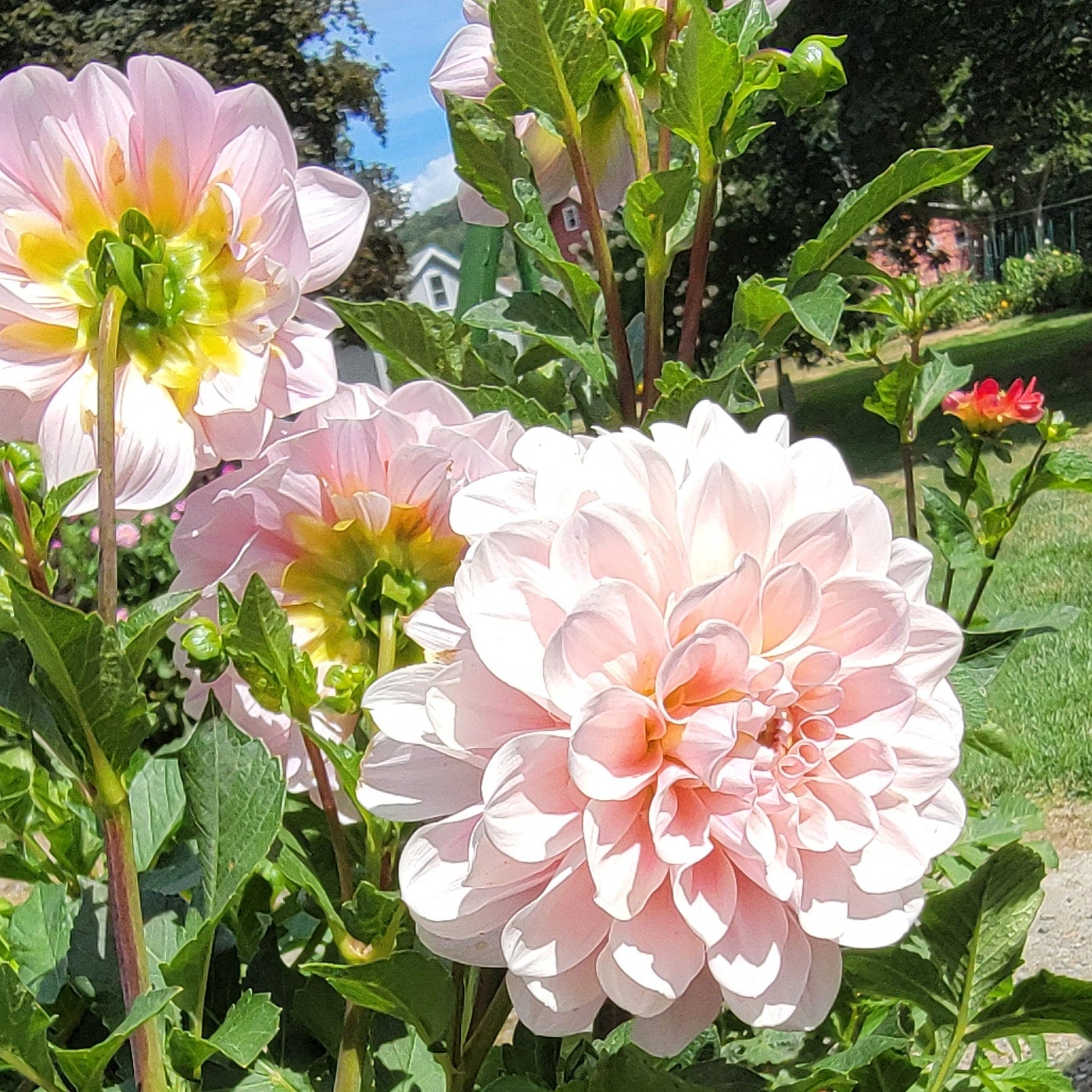 Pink dahlias with 'Sweet Nathalie' text in a garden setting