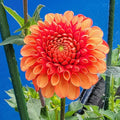 Orange flower with green leaves against a blue background