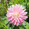 Alloway Candy