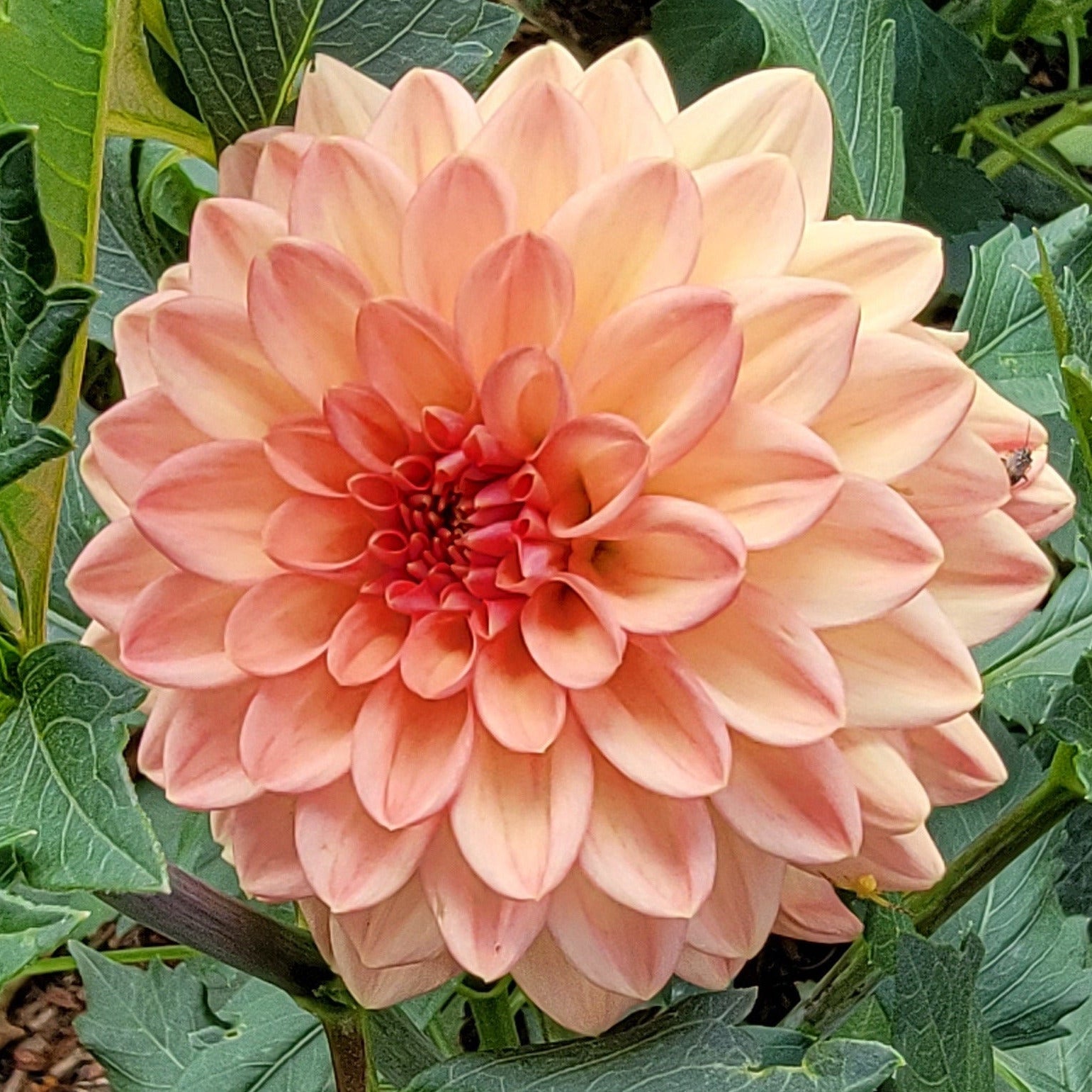 Peach-colored flower with green leaves and 'Larks Ebbe' text overlay