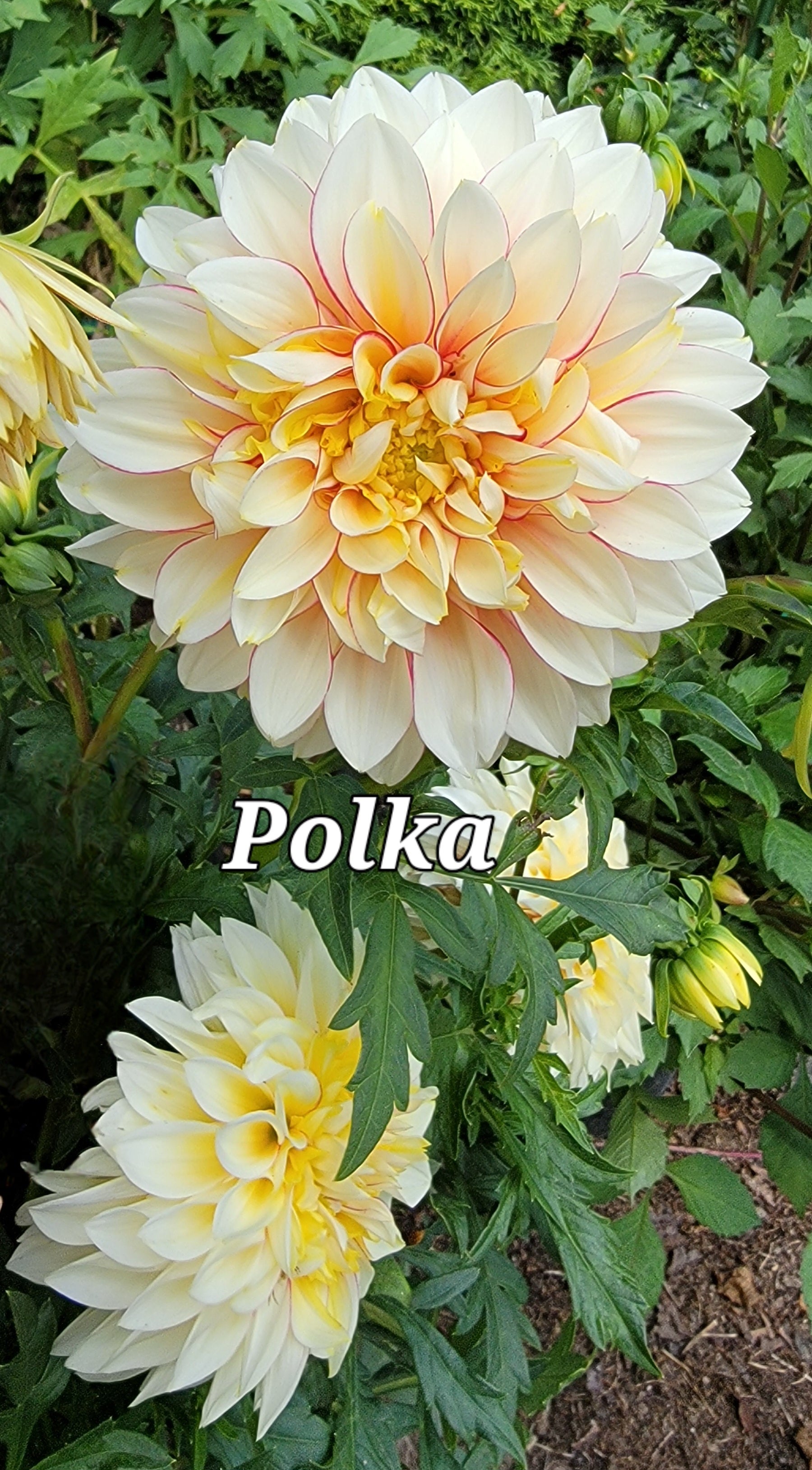 Polka