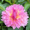 Pink flowers with green leaves and 'HH Gloria' text