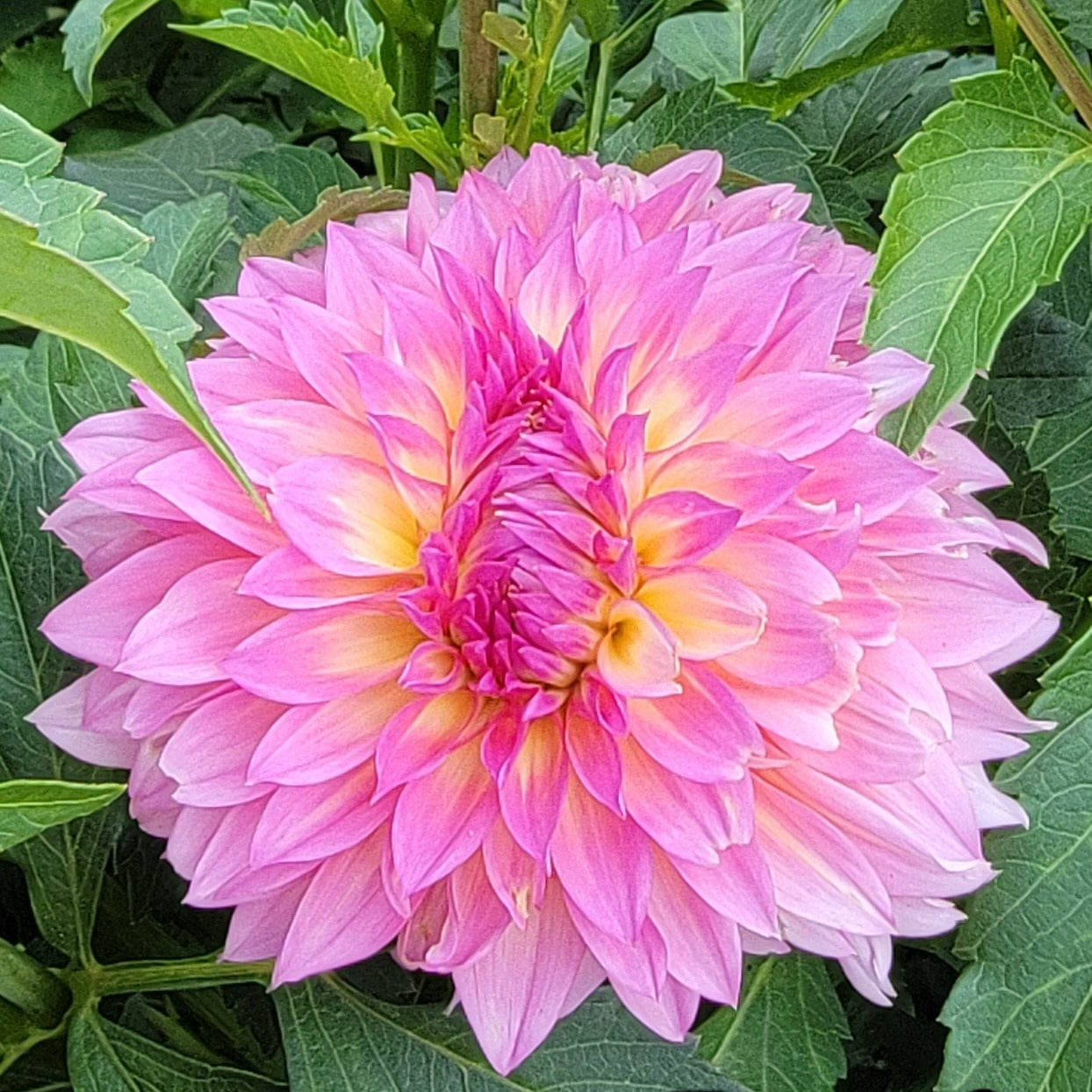 Pink flowers with green leaves and 'HH Gloria' text