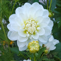 White flowers with green leaves and text 'Bride to be' on a natural background