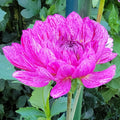 Sandia Cancan
