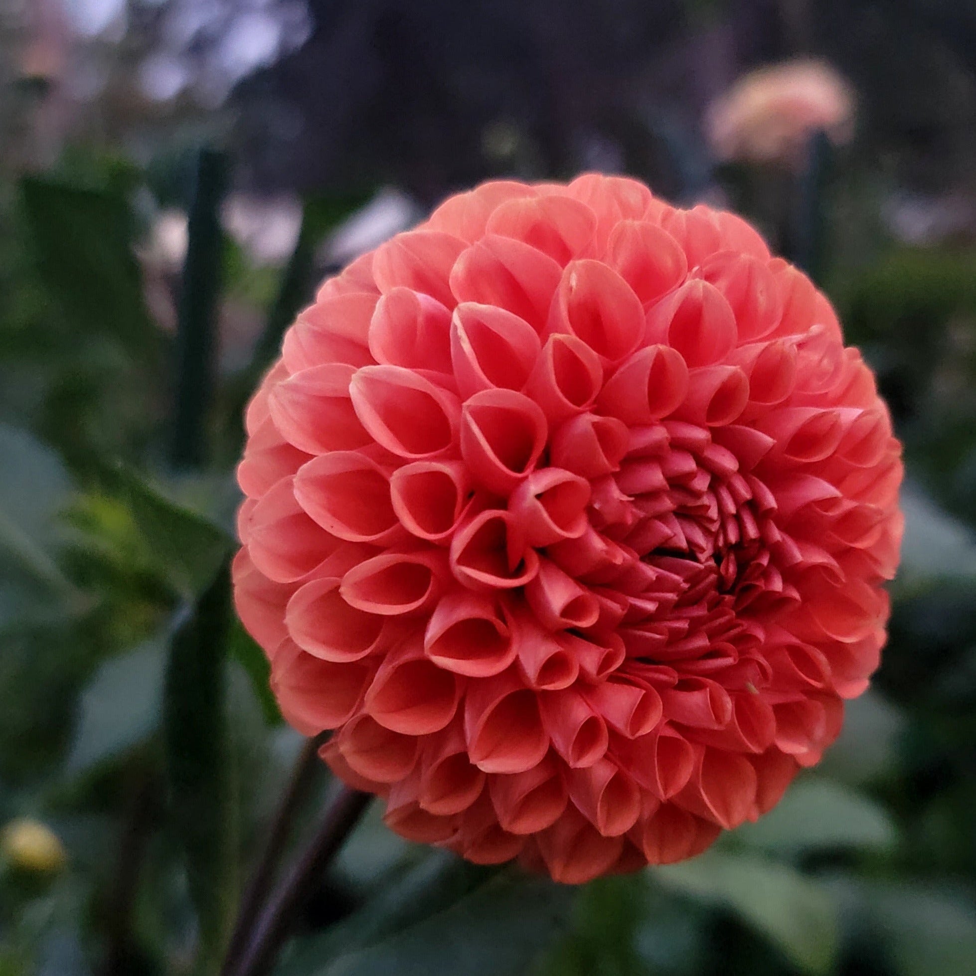 Peach-colored flower labeled 'Cornel Bronze' with a blurred garden background
