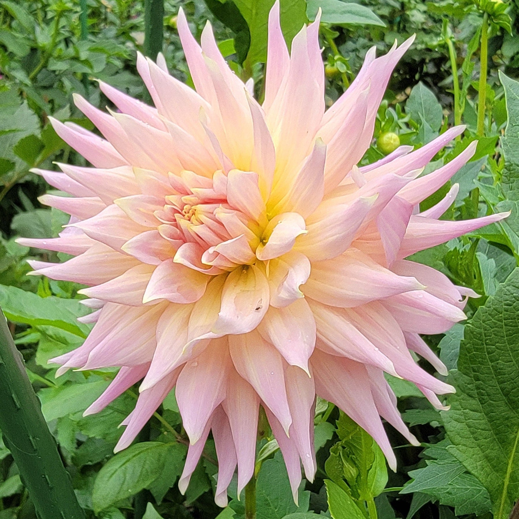 Wyn's Mauve Mist