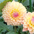 Two peach-colored flowers with a pink center surrounded by green leaves, labeled 'Bloom's sorbet Dream'.