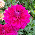 Bright pink flower with 'Wyn's Feisty Freda' text in a garden setting