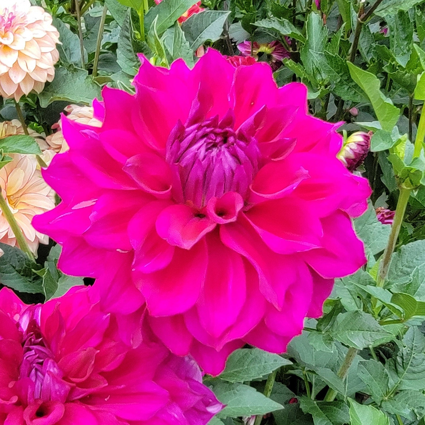 Bright pink flower with 'Wyn's Feisty Freda' text in a garden setting