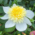 White flower with yellow center labeled 'Platinum Blonde' in a garden setting.