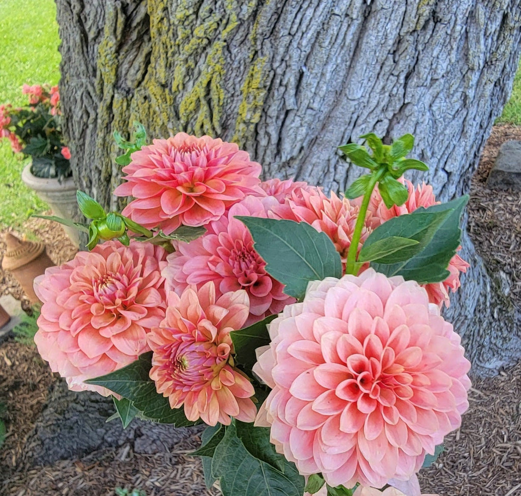 Peach Boho