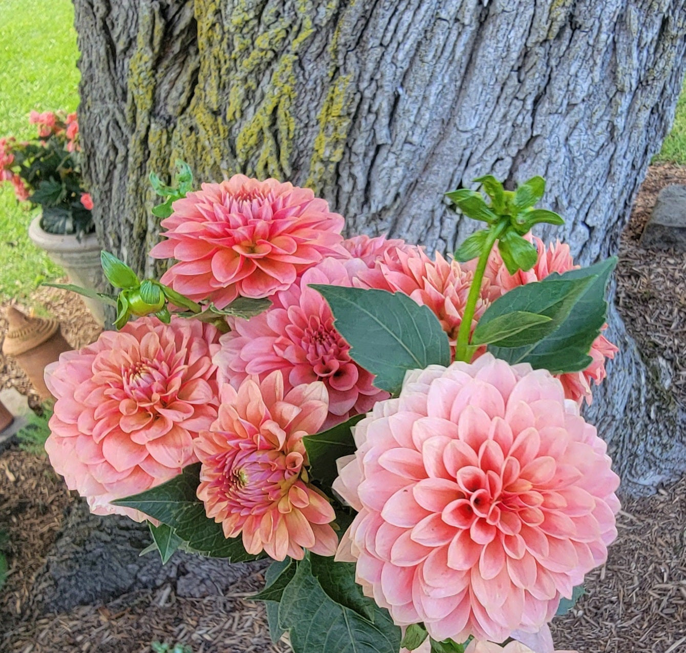 Peach Boho