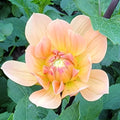 Peach-colored flower with green leaves and a name overlay on a blurred background