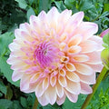Pink dahlia flower with green leaves in the background
