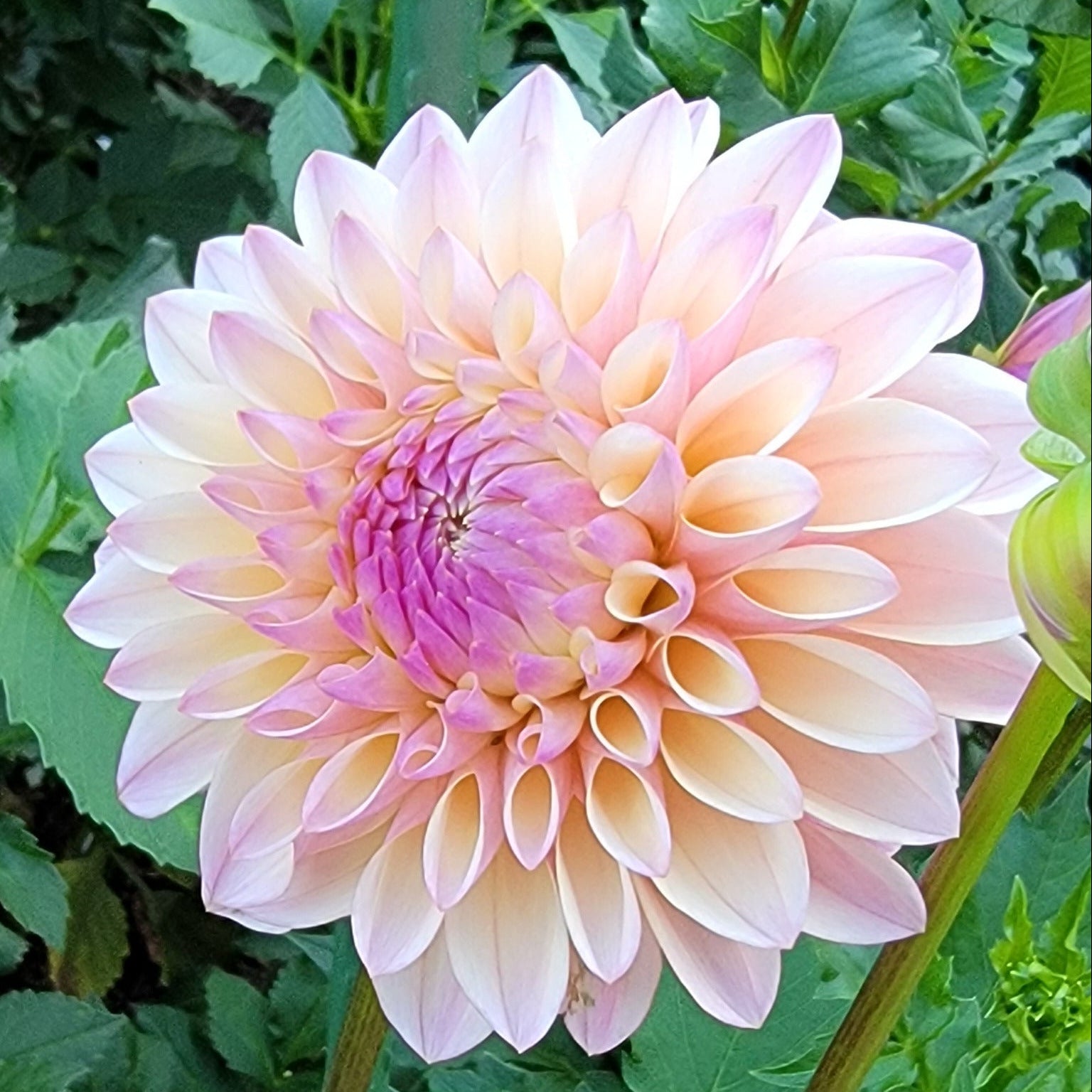 Pink dahlia flower with green leaves in the background