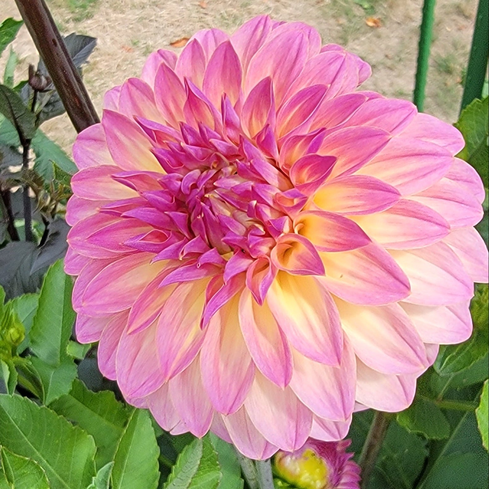 Bloomquist Fredene