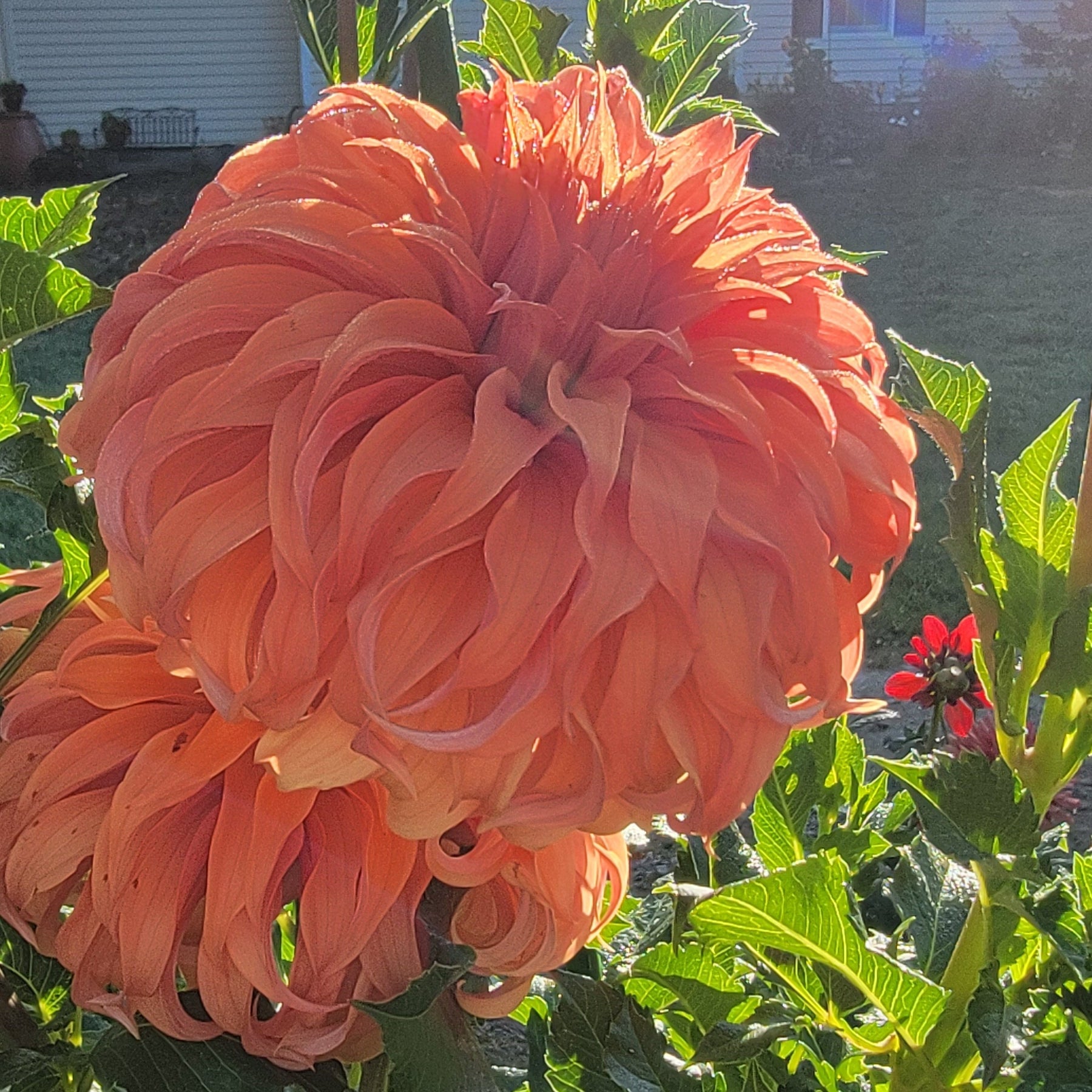 Large peach-colored flower with green leaves in a garden setting.