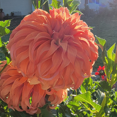 Large peach-colored flower with green leaves in a garden setting.