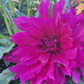 Mystery Purple Sold to me as Mom's Special