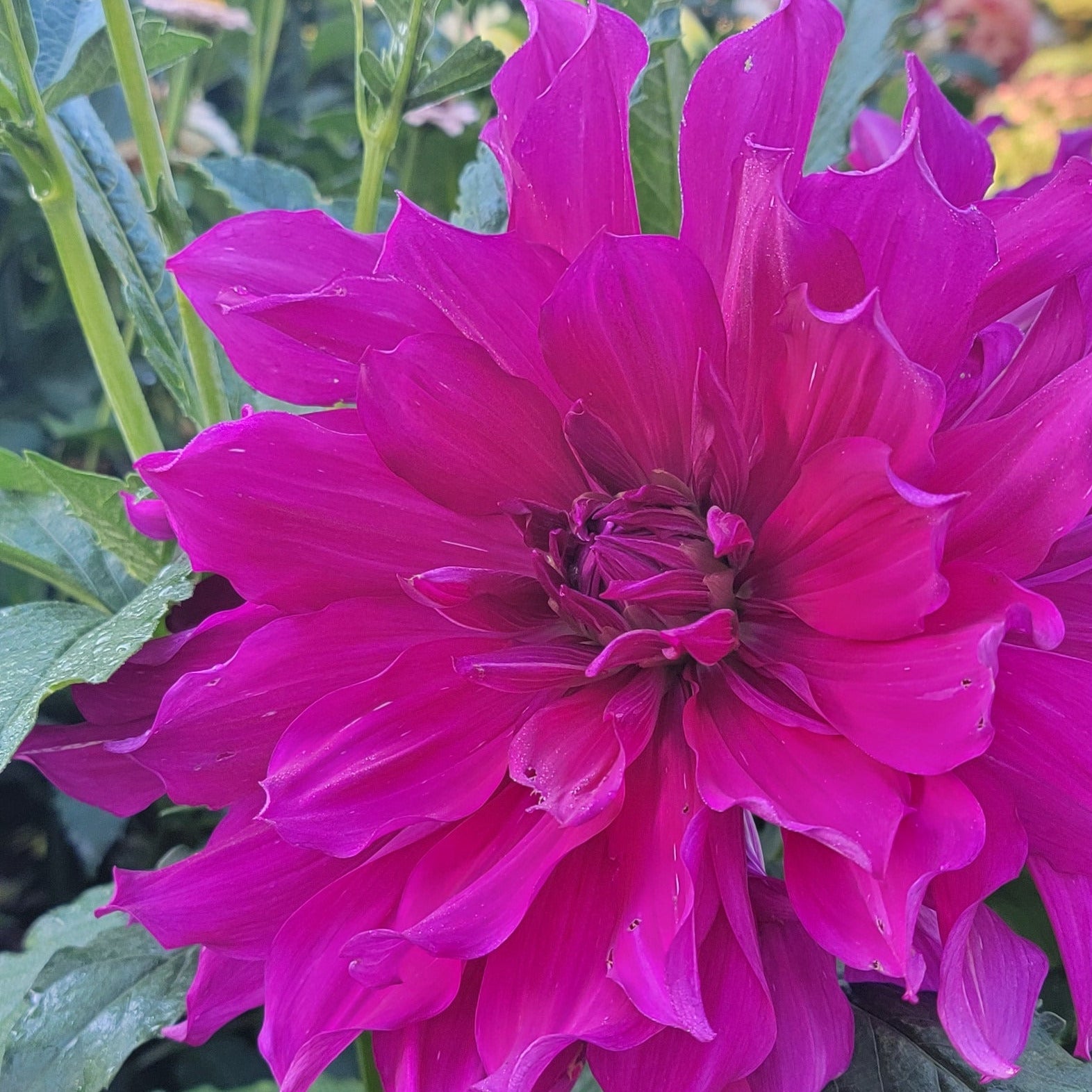 Mystery Purple Sold to me as Mom's Special
