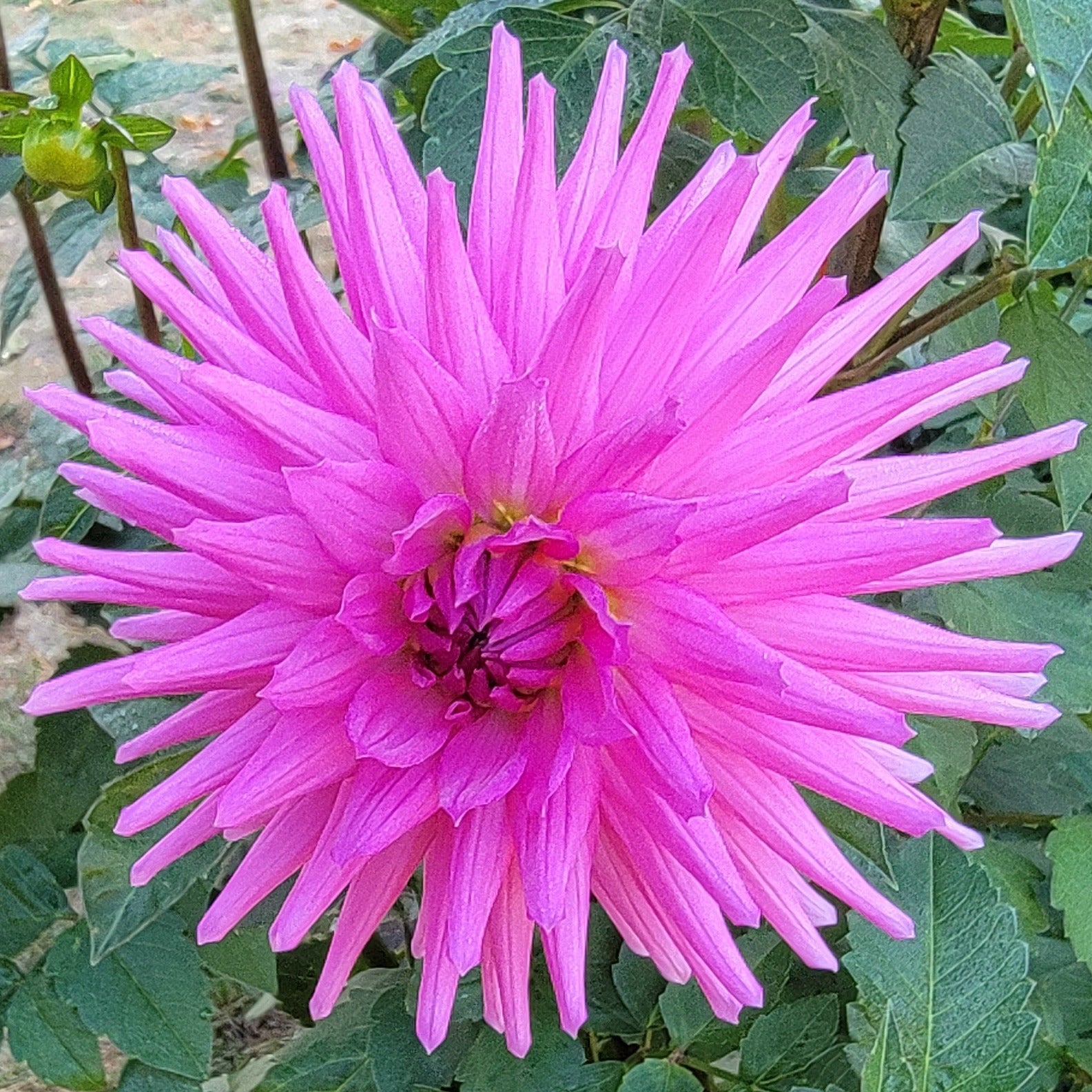 Pink flower with green leaves in a garden setting, labeled 'Bq Laura'.