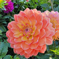 Pam Howden