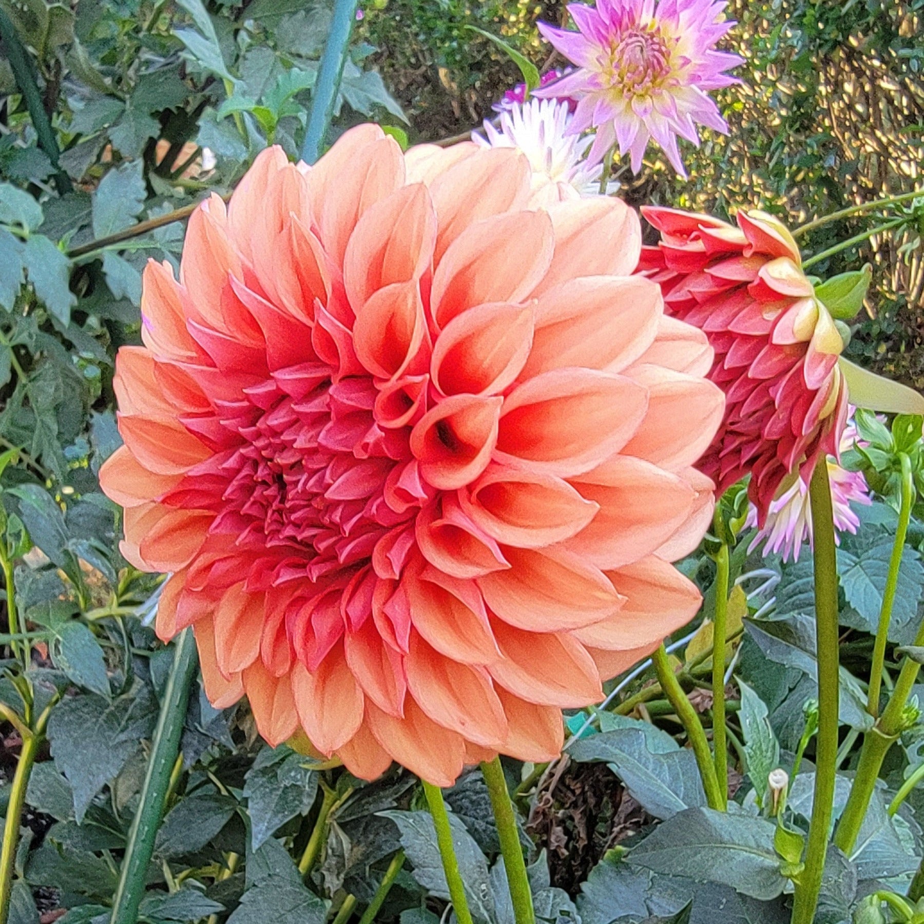 Orange Globe