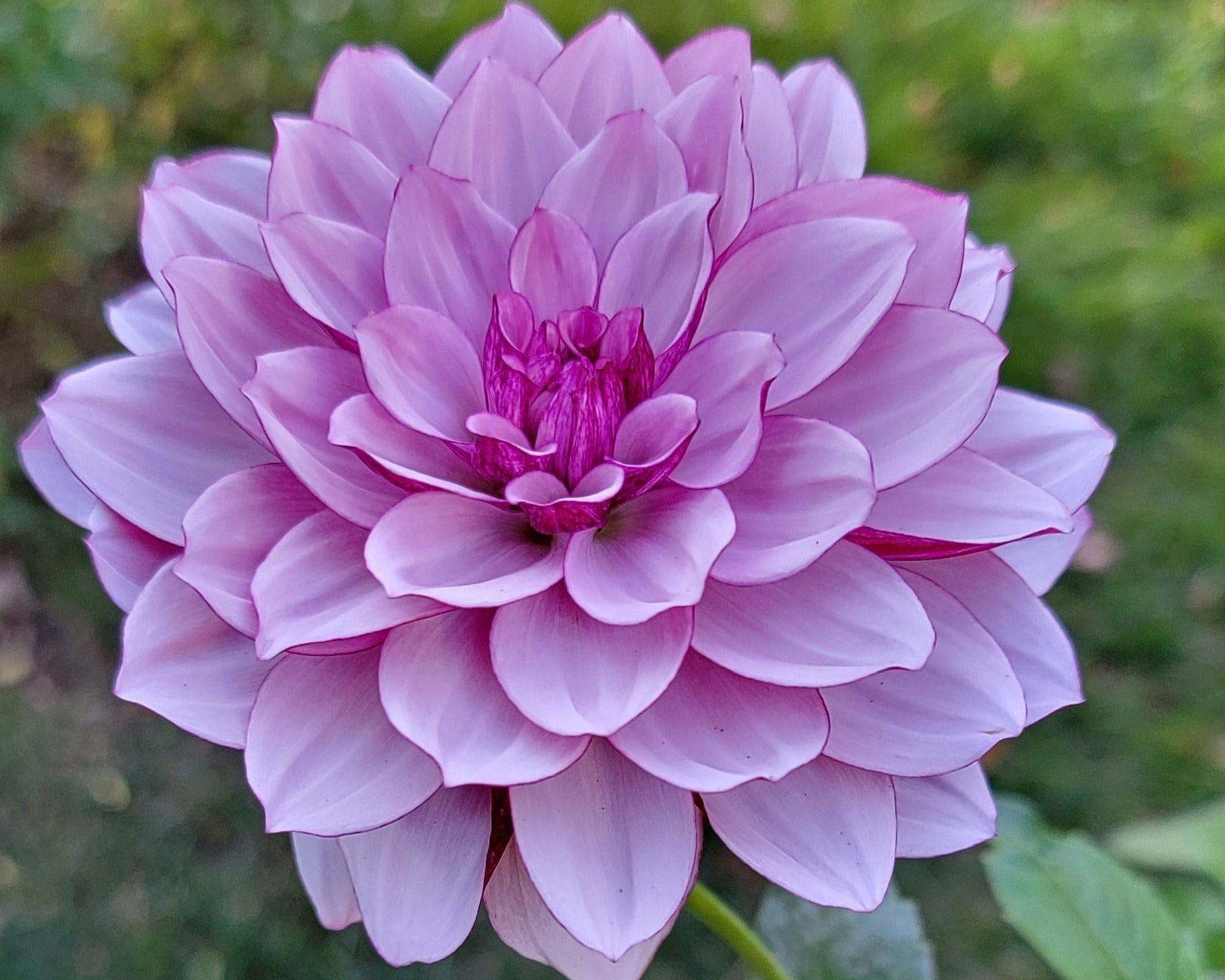 Creme De Cassis