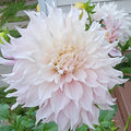 Lavender Blush