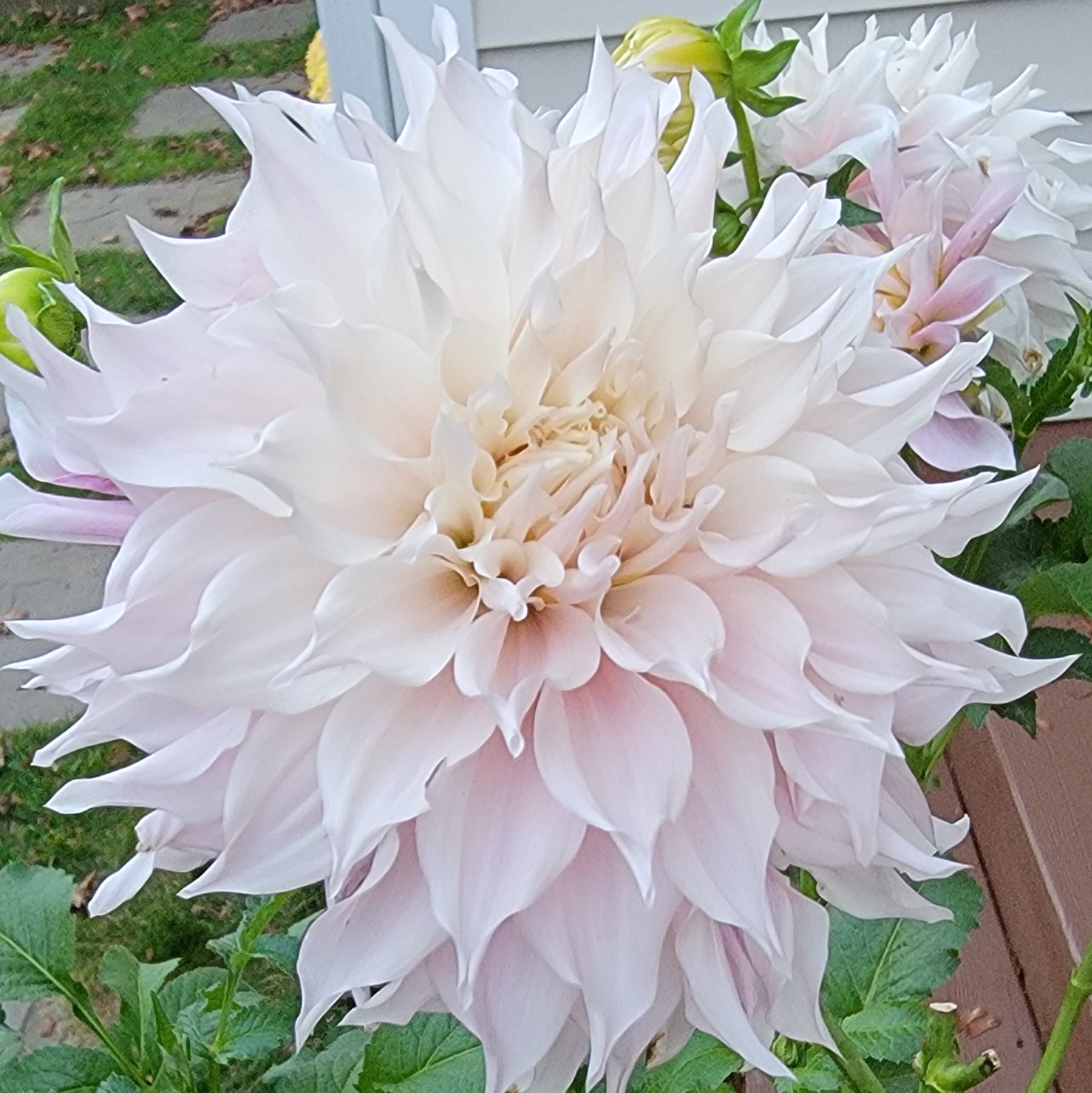 Lavender Blush