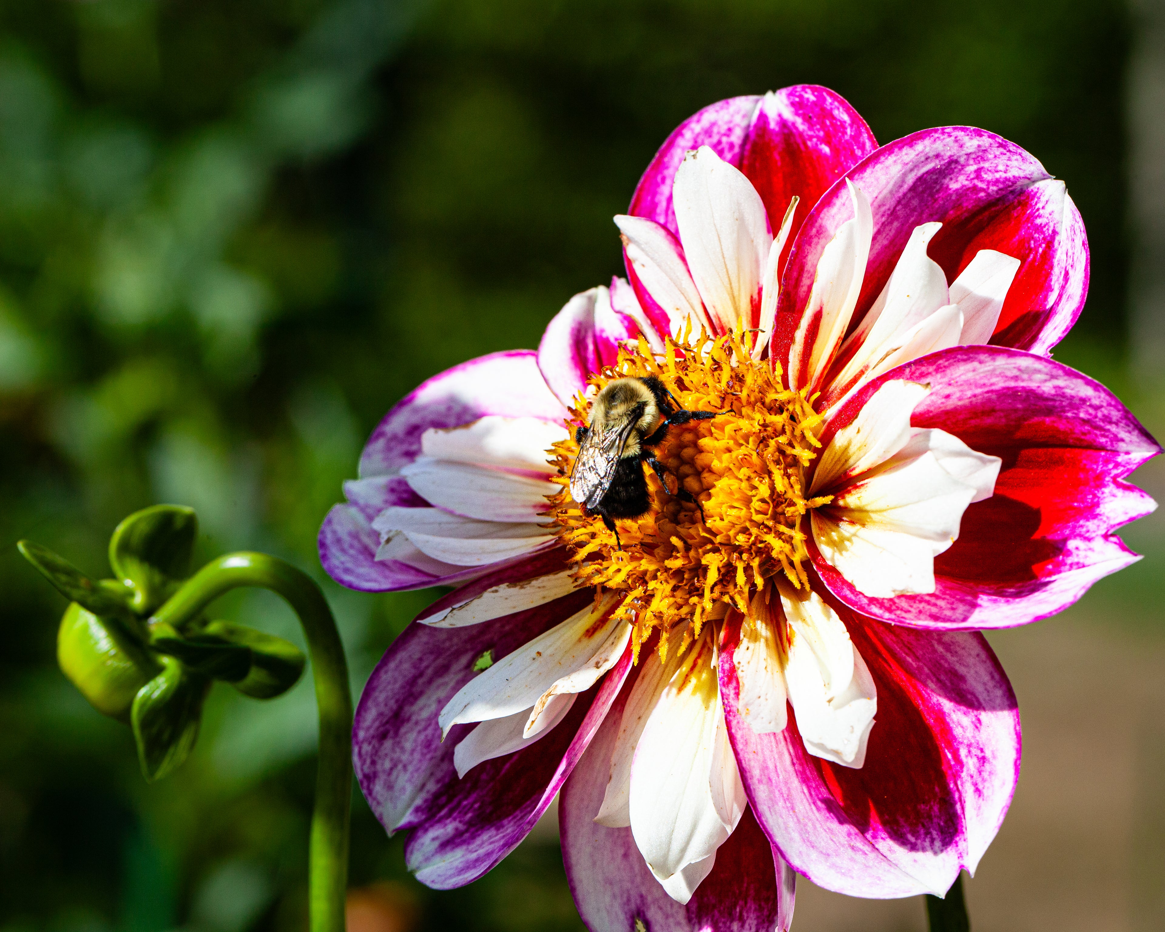 Bumble Rumble