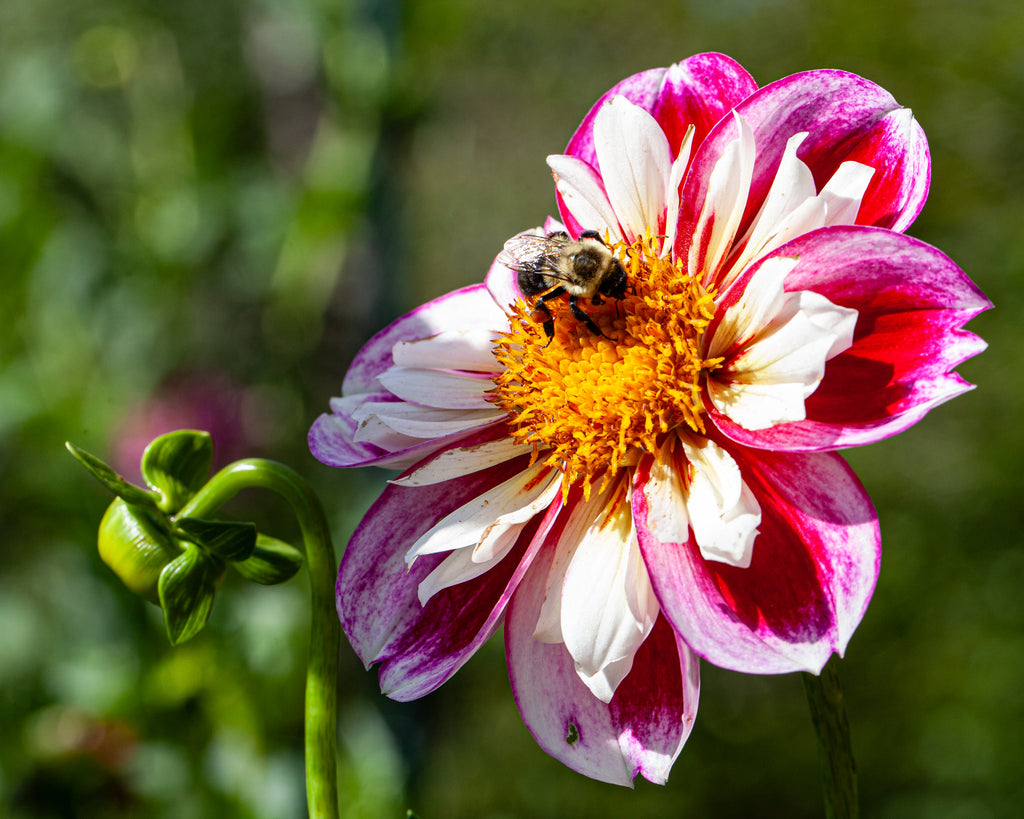 Bumble Rumble