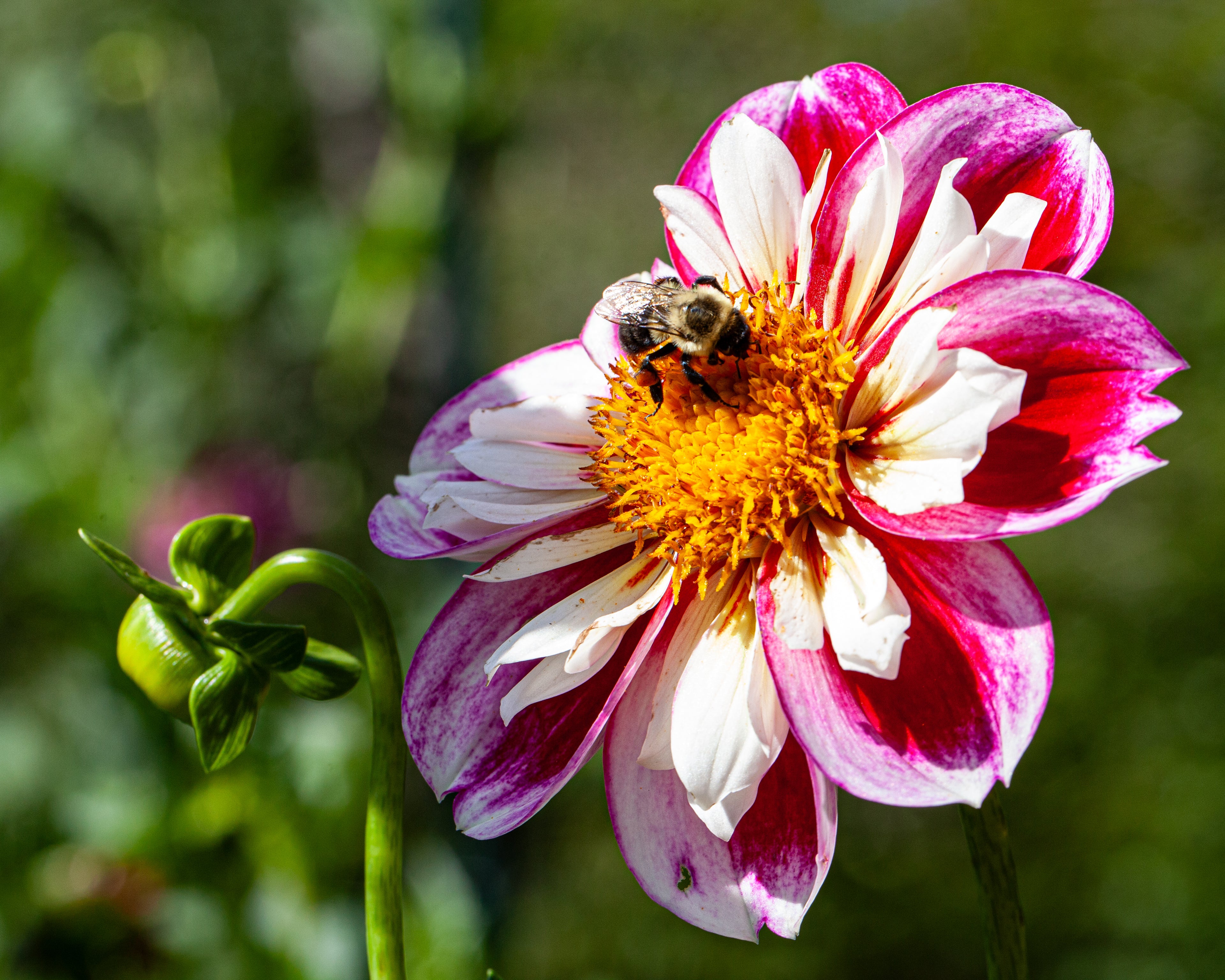 Bumble Rumble