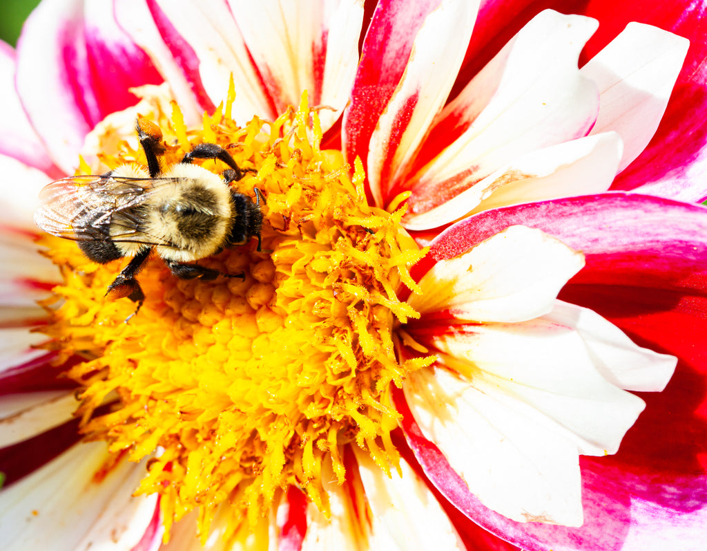 Bumble Rumble