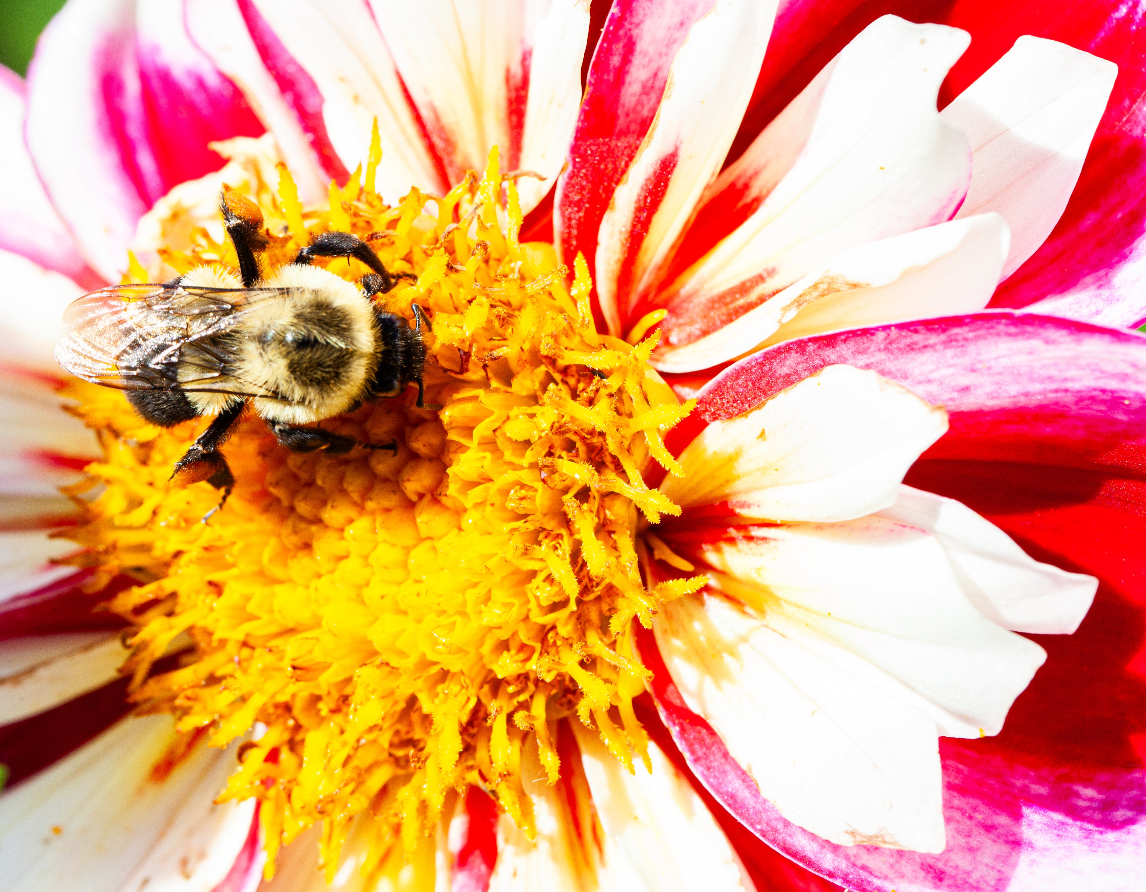 Bumble Rumble
