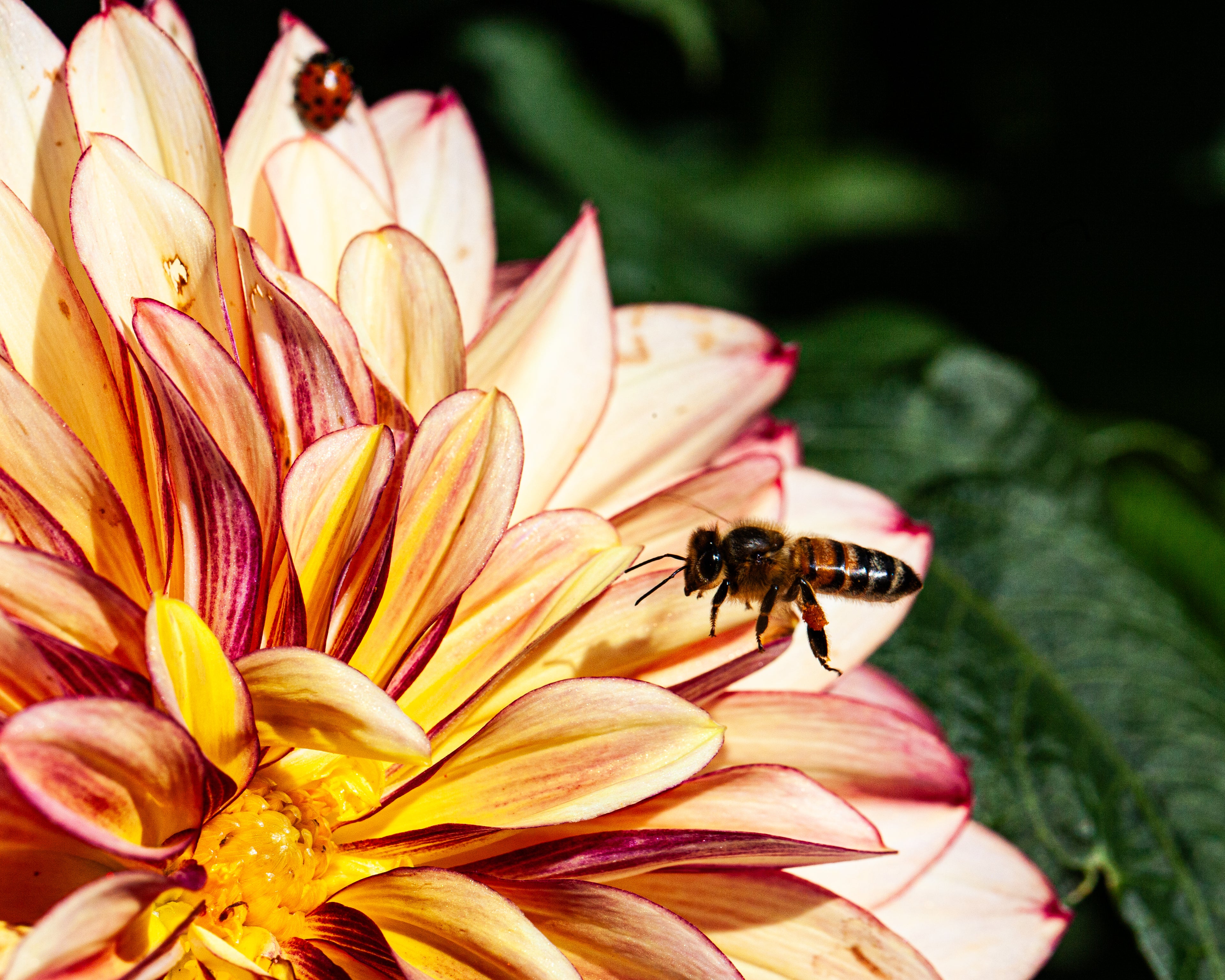 Bees on a colorful flower with a blurred green background
