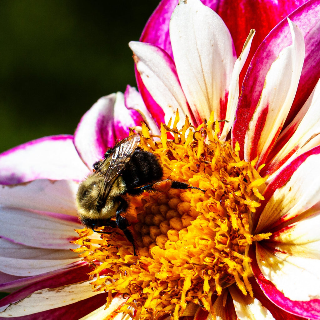 Bumble Rumble