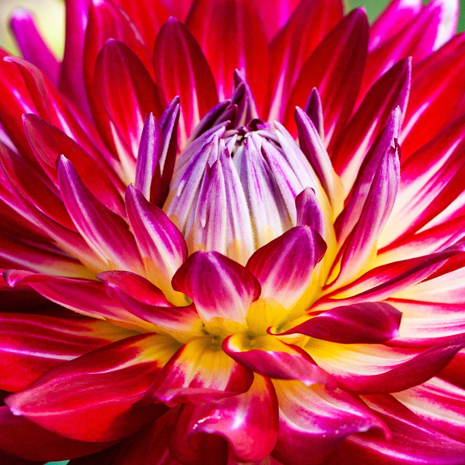 Hollyhill Starburst