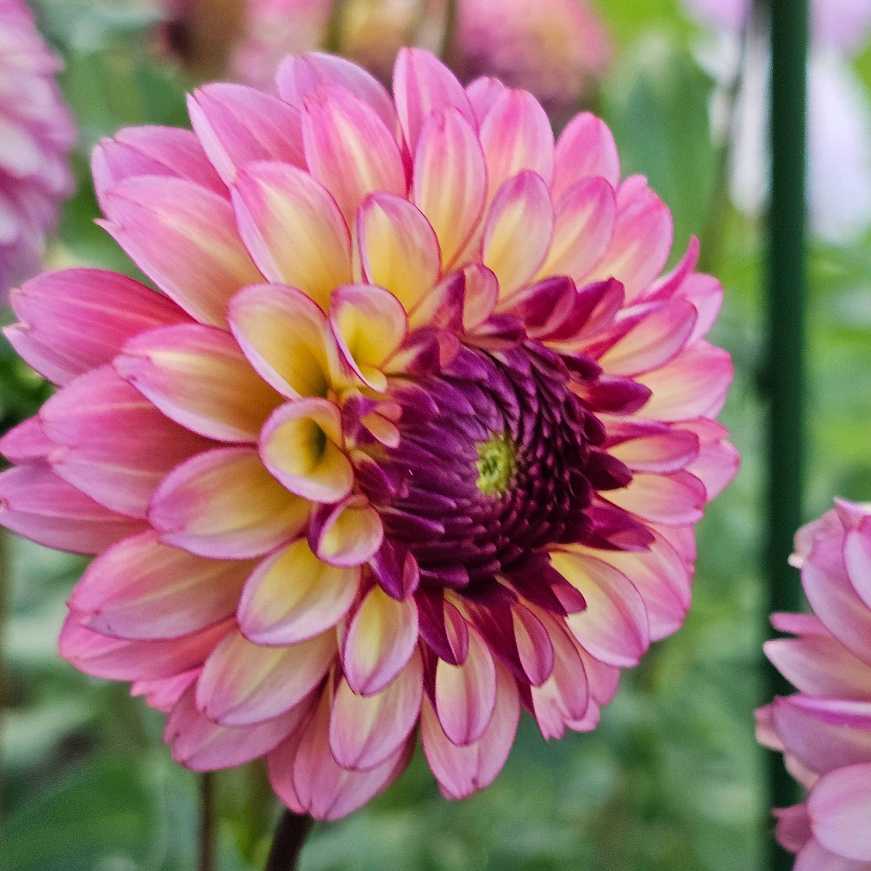 Ferncliff Thunder